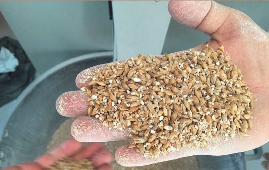 man holding barley corns and showing to camera at 'Kefalonian Beer'